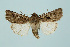  (Euxoa distinguenda - BC_LSNOE_Lep_00337)  @14 [ ] CreativeCommons - Attribution Non-Commercial Share-Alike (2017) Wolfgang Stark Landessammlungen Niederösterreich