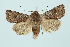  ( - BC_LSNOE_Lep_00330)  @13 [ ] CreativeCommons - Attribution Non-Commercial Share-Alike (2017) Wolfgang Stark Landessammlungen Niederösterreich