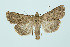  ( - BC_LSNOE_Lep_00310)  @14 [ ] CreativeCommons - Attribution Non-Commercial Share-Alike (2017) Wolfgang Stark Landessammlungen Niederösterreich