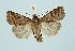  ( - BC_LSNOE_Lep_00294)  @14 [ ] CreativeCommons - Attribution Non-Commercial Share-Alike (2017) Wolfgang Stark Landessammlungen Niederösterreich