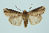  ( - BC_LSNOE_Lep_00287)  @14 [ ] CreativeCommons - Attribution Non-Commercial Share-Alike (2017) Wolfgang Stark Landessammlungen Niederösterreich