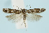  (Caryocolum moehringiae - BC_LSNOE_Lep_00473)  @15 [ ] CreativeCommons - Attribution Non-Commercial Share-Alike (2017) Wolfgang Stark Landessammlungen Niederösterreich