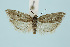  ( - BC_LSNOE_Lep_00454)  @11 [ ] CreativeCommons - Attribution Non-Commercial Share-Alike (2017) Wolfgang Stark Landessammlungen Niederösterreich