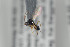  ( - NOFIG350)  @12 [ ] CreativeCommons - Attribution Non-Commercial Share-Alike (2015) Arnstein Staverlokk Norwegian Institute of Nature Research