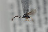  ( - NOFIG351)  @12 [ ] CreativeCommons - Attribution Non-Commercial Share-Alike (2015) Arnstein Staverlokk Norwegian Institute of Nature Research