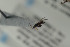  ( - NOPAR121)  @12 [ ] CreativeCommons - Attribution Non-Commercial Share-Alike (2015) Arnstein Staverlokk Norwegian Institute of Nature Research