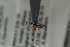  ( - NOPAR134)  @11 [ ] CreativeCommons - Attribution Non-Commercial Share-Alike (2015) Arnstein Staverlokk Norwegian Institute of Nature Research