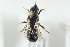  ( - BUAPI5)  @12 [ ] CreativeCommons - Attribution Non-Commercial Share-Alike (2016) Arnstein Staverlokk Norwegian Institute of Nature Research