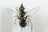  ( - BUAPI6)  @13 [ ] CreativeCommons - Attribution Non-Commercial Share-Alike (2016) Arnstein Staverlokk Norwegian Institute of Nature Research