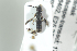 ( - BUAPI20)  @12 [ ] CreativeCommons - Attribution Non-Commercial Share-Alike (2016) Arnstein Staverlokk Norwegian Institute of Nature Research