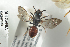  ( - BUAPI21)  @12 [ ] CreativeCommons - Attribution Non-Commercial Share-Alike (2016) Arnstein Staverlokk Norwegian Institute of Nature Research