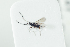  (Kleidotoma filicornis - NOFIG1332)  @13 [ ] CreativeCommons - Attribution Non-Commercial Share-Alike (2017) Arnstein Staverlokk Norwegian Institute of Nature Research