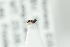  (Kleidotoma myrmecophila - NOFIG1348)  @11 [ ] CreativeCommons - Attribution Non-Commercial Share-Alike (2017) Arnstein Staverlokk Norwegian Institute of Nature Research
