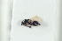  (Kleidotoma ruficornis - NOFIG1352)  @11 [ ] CreativeCommons - Attribution Non-Commercial Share-Alike (2017) Arnstein Staverlokk Norwegian Institute of Nature Research