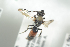  ( - BUAPI52)  @13 [ ] CreativeCommons - Attribution Non-Commercial Share-Alike (2016) Arnstein Staverlokk Norwegian Institute of Nature Research