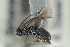  (Ascogaster varipes - NOFIG1033)  @13 [ ] CreativeCommons - Attribution Non-Commercial Share-Alike (2016) Arnstein Staverlokk Norwegian Institute of Nature Research