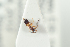  (Conostigmus sp3IM - NOFIG1364)  @12 [ ] CreativeCommons - Attribution Non-Commercial Share-Alike (2017) Arnstein Staverlokk Norwegian Institute of Nature Research