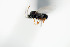  (Melanips alienus - NOFIG241)  @12 [ ] CreativeCommons - Attribution Non-Commercial Share-Alike (2014) Arnstein Staverlokk Norwegian Institute of Nature Research