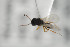  (Melanips heterocerus - NOFIG109)  @12 [ ] CreativeCommons - Attribution Non-Commercial Share-Alike (2014) Arnstein Staverlokk Norwegian Institute of Nature Research