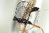  (Neoxorides varipes - NOFIG1146)  @13 [ ] CreativeCommons - Attribution Non-Commercial Share-Alike (2017) Arnstein Staverlokk Norwegian Institute of Nature Research