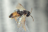  ( - NOFIG1060)  @11 [ ] CreativeCommons - Attribution Non-Commercial Share-Alike (2016) Arnstein Staverlokk Norwegian Institute of Nature Research