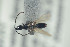  ( - NOFIG586)  @11 [ ] CreativeCommons - Attribution Non-Commercial Share-Alike (2016) Arnstein Staverlokk Norwegian Institute of Nature Research
