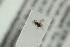  (Kleidotoma striata - NOFIG782)  @12 [ ] CreativeCommons - Attribution Non-Commercial Share-Alike (2016) Arnstein Staverlokk Norwegian Institute of Nature Research
