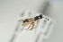  (Phaenoserphus borealis - NOFIG405)  @12 [ ] CreativeCommons - Attribution Non-Commercial Share-Alike (2015) Arnstein Staverlokk Norwegian Institute of Nature Research