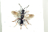  ( - NOFIG1072)  @11 [ ] CreativeCommons - Attribution Non-Commercial Share-Alike (2016) Arnstein Staverlokk Norwegian Institute of Nature Research