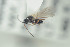  (Phaenoglyphis stricta - NOFIG610)  @12 [ ] CreativeCommons - Attribution Non-Commercial Share-Alike (2016) Arnstein Staverlokk Norwegian Institute of Nature Research
