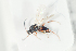  ( - NOFIG1085)  @12 [ ] CreativeCommons - Attribution Non-Commercial Share-Alike (2016) Arnstein Staverlokk Norwegian Institute of Nature Research