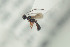  (Hecabolus - NOFIG618)  @12 [ ] CreativeCommons - Attribution Non-Commercial Share-Alike (2016) Arnstein Staverlokk Norwegian Institute of Nature Research