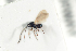  (Kleidotoma affinis - NOFIG1026)  @12 [ ] CreativeCommons - Attribution Non-Commercial Share-Alike (2016) Arnstein Staverlokk Norwegian Institute of Nature Research