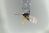  ( - NOFIG1121)  @11 [ ] CreativeCommons - Attribution Non-Commercial Share-Alike (2017) Arnstein Staverlokk Norwegian Institute of Nature Research