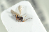  ( - NOFIG1197)  @11 [ ] CreativeCommons - Attribution Non-Commercial Share-Alike (2017) Arnstein Staverlokk Norwegian Institute of Nature Research