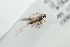  (Spathius exarator - NOFIG1301)  @12 [ ] CreativeCommons - Attribution Non-Commercial Share-Alike (2017) Arnstein Staverlokk Norwegian Institute of Nature Research