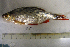  ( - NHMO-f-125)  @11 [ ] Copyright  Natural History Museum, University of Oslo Natural History Museum, University of Oslo