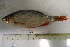  ( - NHMO-f-126)  @14 [ ] Copyright  Natural History Museum, University of Oslo Natural History Museum, University of Oslo