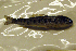  ( - NHMO-f-425)  @11 [ ] Copyright  Natural History Museum, University of Oslo Natural History Museum, University of Oslo