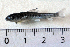  ( - NHMO-f-426)  @11 [ ] Copyright  Natural History Museum, University of Oslo Natural History Museum, University of Oslo