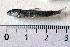  ( - NHMO-f-427)  @11 [ ] Copyright  Natural History Museum, University of Oslo Natural History Museum, University of Oslo