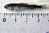  ( - NHMO-f-428)  @11 [ ] Copyright  Natural History Museum, University of Oslo Natural History Museum, University of Oslo