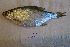  ( - NHMO-f-463)  @11 [ ] Copyright  Natural History Museum, University of Oslo Natural History Museum, University of Oslo