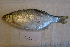  ( - NHMO-f-464)  @11 [ ] Copyright  Natural History Museum, University of Oslo Natural History Museum, University of Oslo