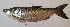  ( - NHMO-f-673)  @14 [ ] No Rights Reserved (2014) Unspecified University of Oslo, Natural History Museum
