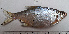  ( - NHMO-f-723)  @11 [ ] No Rights Reserved (2014) Unspecified University of Oslo, Natural History Museum