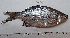  ( - NHMO-f-724)  @11 [ ] No Rights Reserved (2014) Unspecified University of Oslo, Natural History Museum