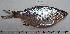  ( - NHMO-f-725)  @11 [ ] No Rights Reserved (2014) Unspecified University of Oslo, Natural History Museum