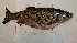  ( - NHMO-f-737)  @13 [ ] No Rights Reserved (2014) Unspecified University of Oslo, Natural History Museum