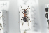  (Formica rubens - NOFOR103)  @12 [ ] CreativeCommons - Attribution Non-Commercial Share-Alike (2014) Arnstein Staverlokk Norwegian Institute of Nature Research